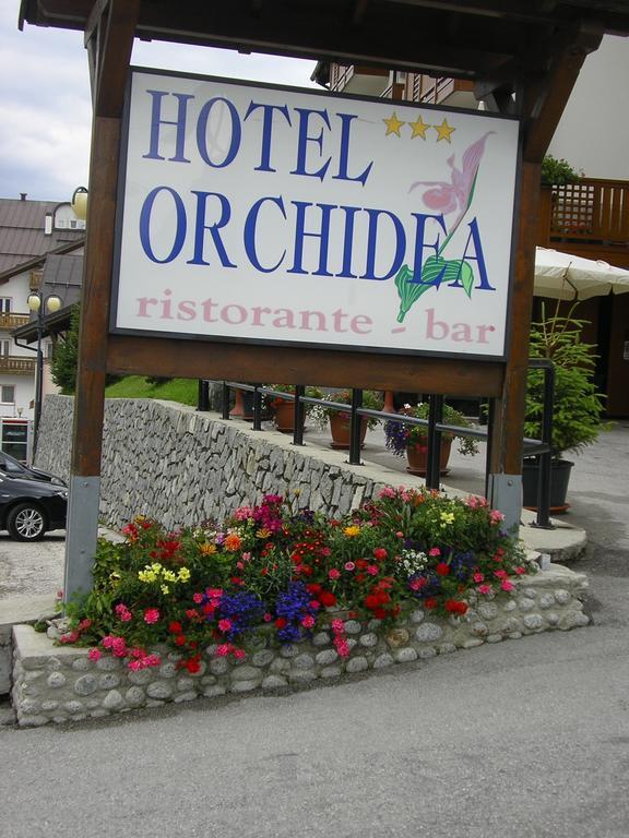 Orchidea