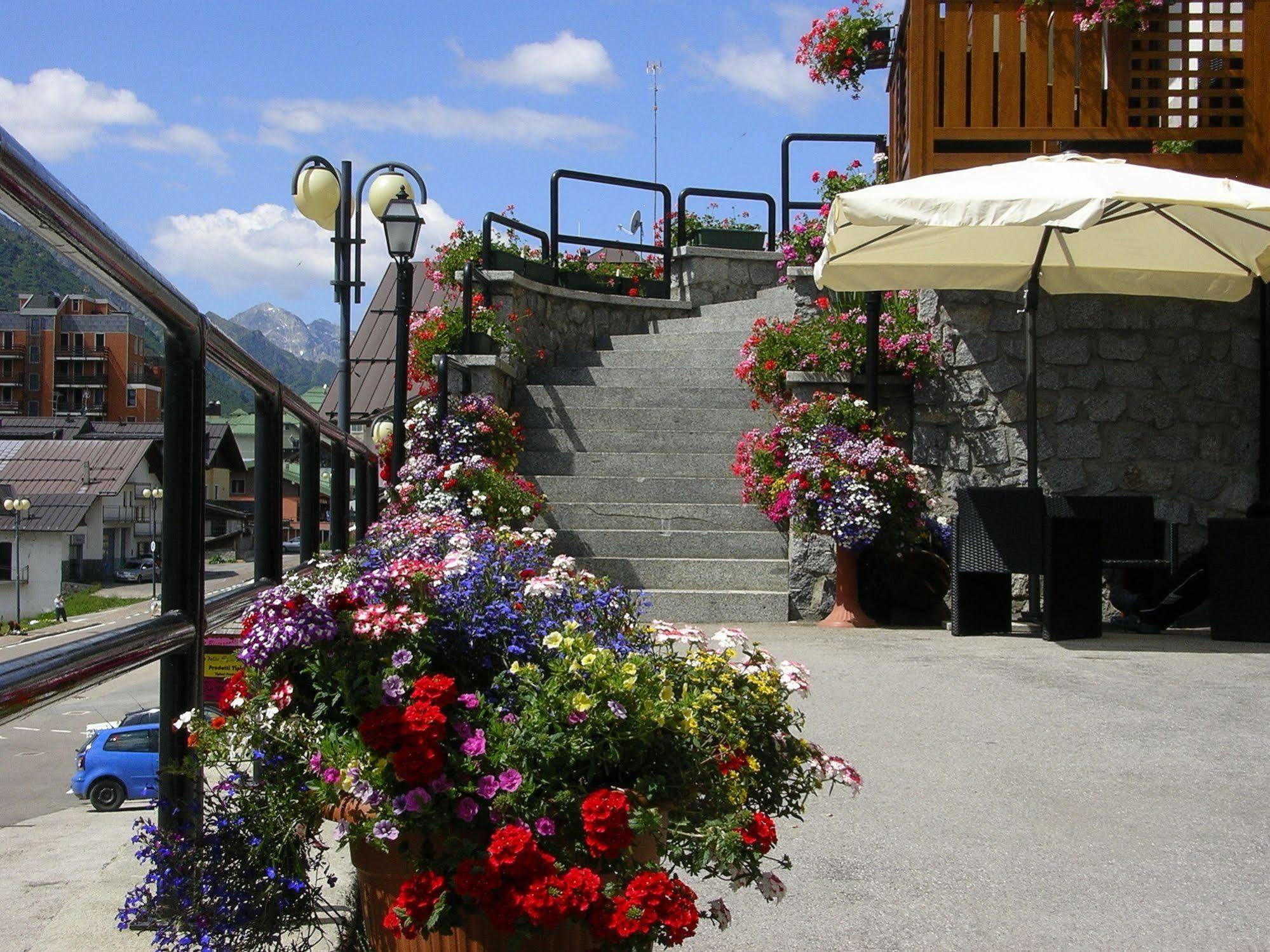 Orchidea Passo del Tonale