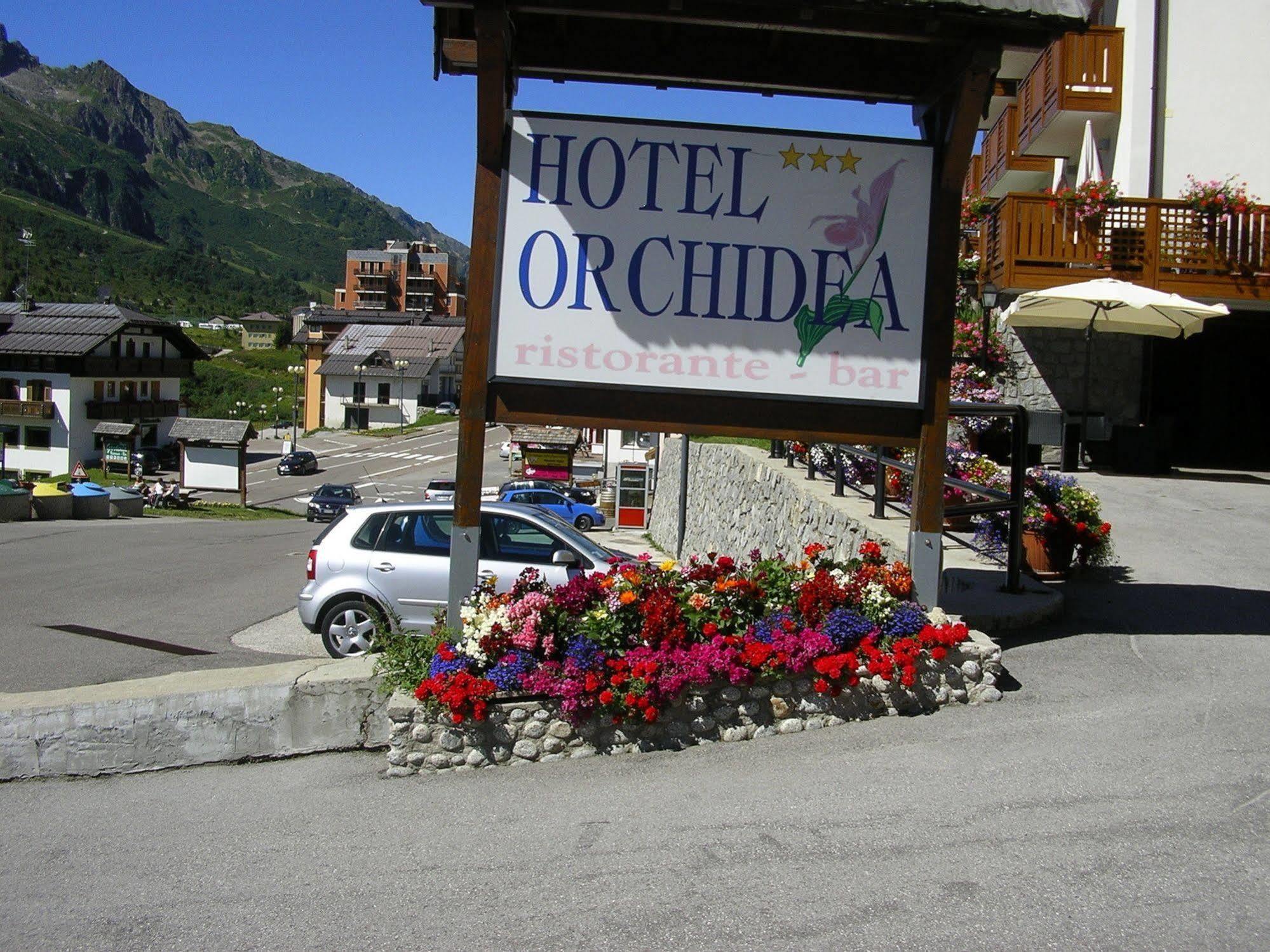 Orchidea Passo del Tonale