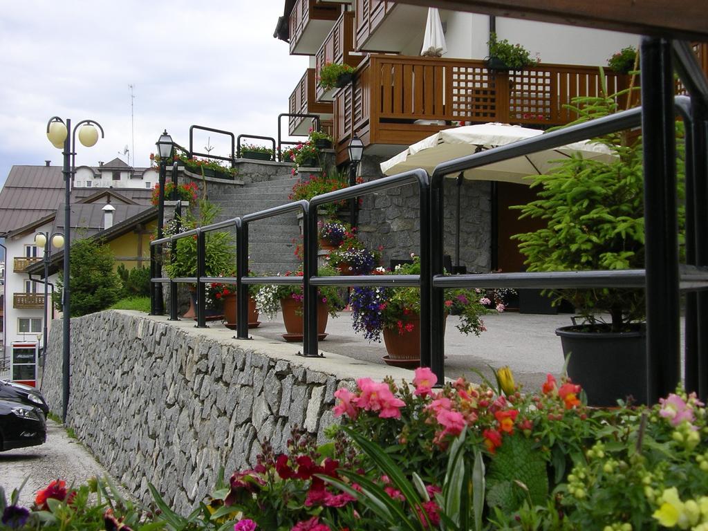 Orchidea Passo del Tonale