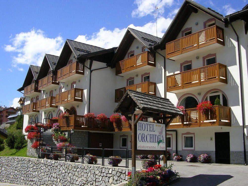 Orchidea Passo del Tonale